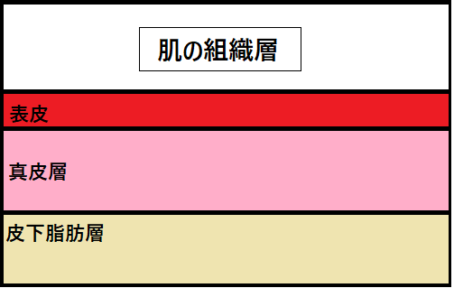 肌の組織層